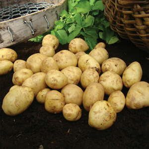 Duke of York First Early Potatoes 2kg