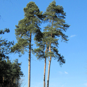 Scots Pine 1.3ft Glas Trees