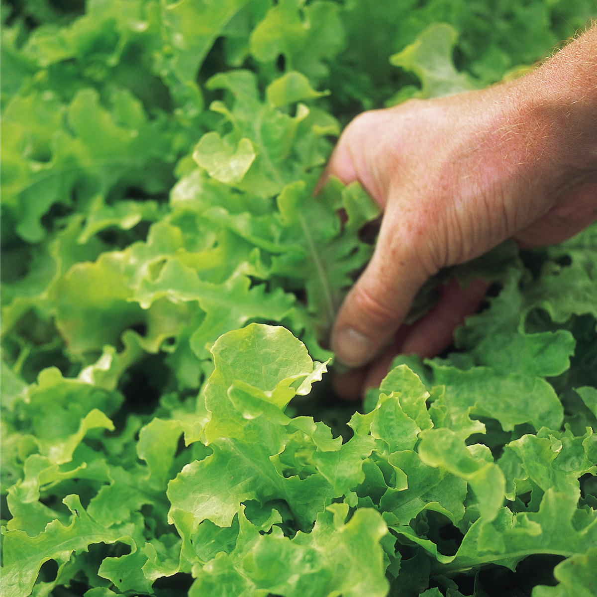 Suttons Seed Lettuce Salad Bowl